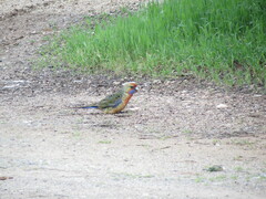 Platycercus elegans adelaidae