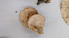 Hydnum repandum