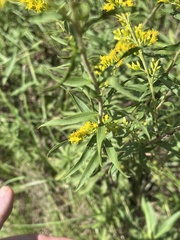Solidago odora