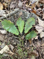 Quercus muehlenbergii