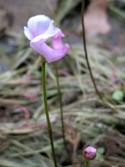 Utricularia resupinata