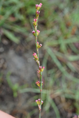Polygonum bellardii