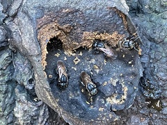 Scaptotrigona postica