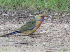 Platycercus elegans adelaidae