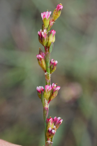 Image of Polygonum patulum by (c) Patrick Hacker, some rights reserved (CC BY)