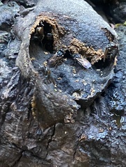 Scaptotrigona postica