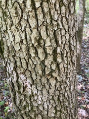 Quercus muehlenbergii