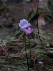 Utricularia resupinata