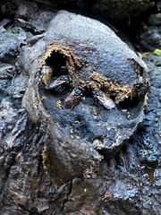 Scaptotrigona postica