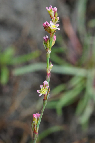 Image of Polygonum patulum by (c) Patrick Hacker, some rights reserved (CC BY)