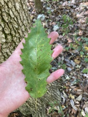 Quercus muehlenbergii