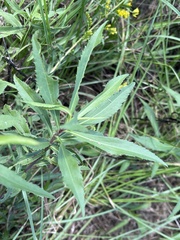 Solidago odora