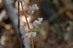 Phacelia imbricata