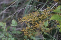 Thesium ramosum