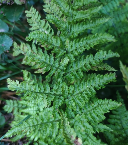 hay-scented buckler-fern