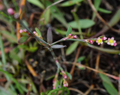 Polygonum bellardii