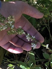 Stephanomeria pauciflora