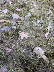 Utricularia resupinata