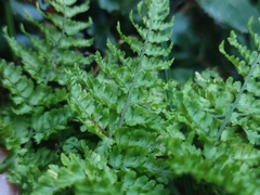 Dryopteris aemula
