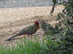 Platycercus elegans adelaidae
