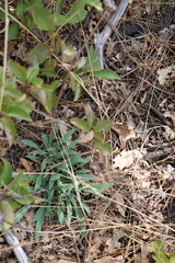 Phacelia imbricata