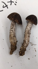 Leccinellum griseum