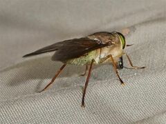 Scaptia similis