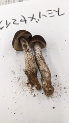 Leccinellum griseum