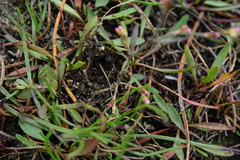 Polygonum bellardii