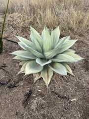 Agave ovatifolia