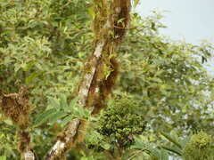 Spinus xanthogastrus