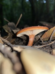 Lactarius eucalypti