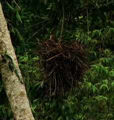 Phacellodomus rufifrons