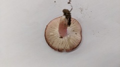 Russula bella
