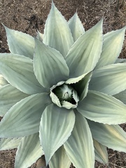 Agave ovatifolia