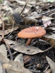 Lactarius eucalypti
