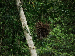 Phacellodomus rufifrons