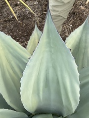 Agave ovatifolia