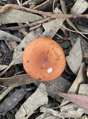 Lactarius eucalypti