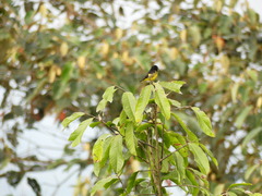 Spinus xanthogastrus