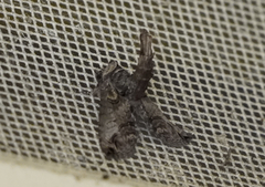 Paectes abrostoloides