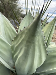 Agave ovatifolia