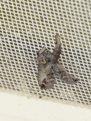 Paectes abrostoloides