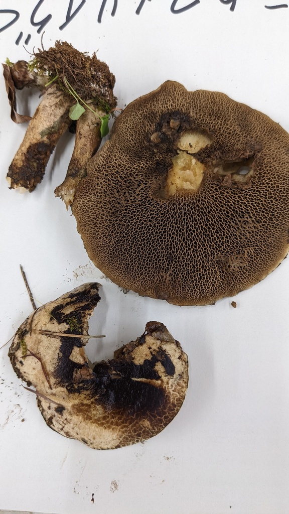 Suillus viscidus · October 2022 · photo: © atsushi_nakajima_cirque (iNaturalist, cc-by)