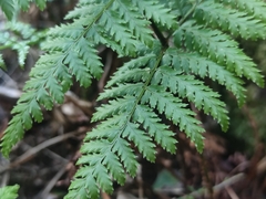 Dryopteris guanchica