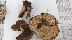 Suillus viscidus