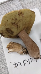 Boletus reticulatus
