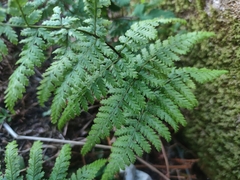 Dryopteris guanchica