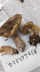Boletus reticulatus