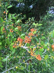 Ilex vomitoria